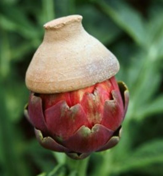 Carciofo Violetto di Castellammare