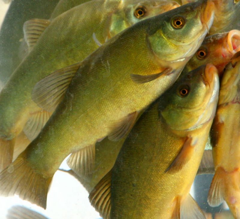 Storia e proprietà tinca di Ceresole d'Alba