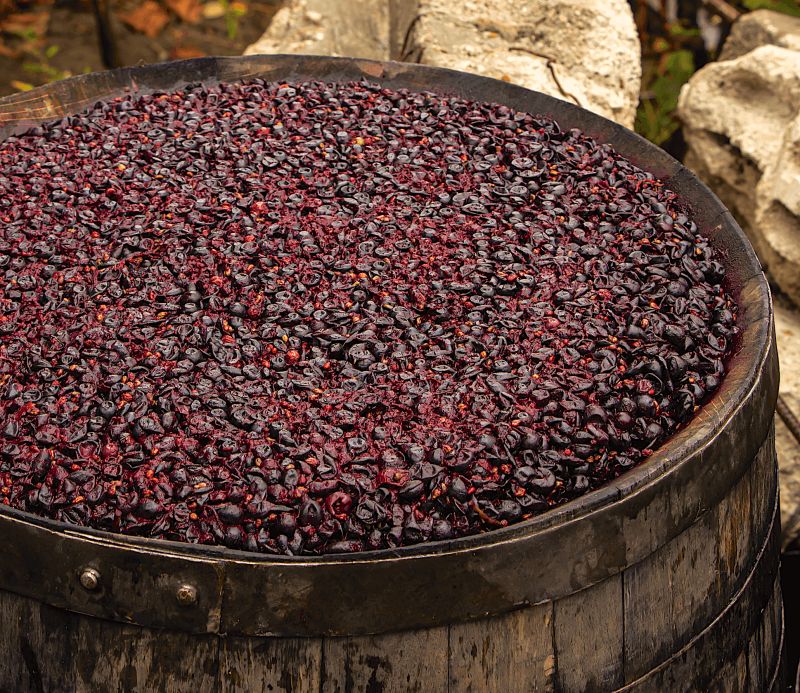 Vinificazione e fermentazione alcolica e malolattica